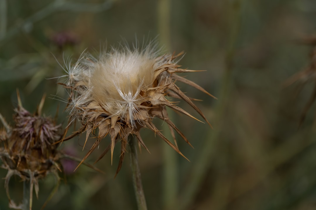 Milk Thistle