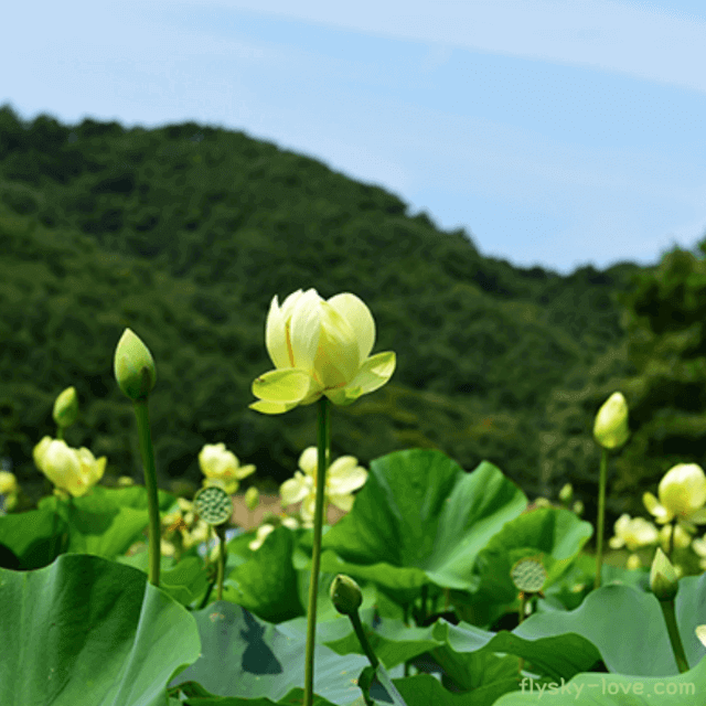 황련 효능