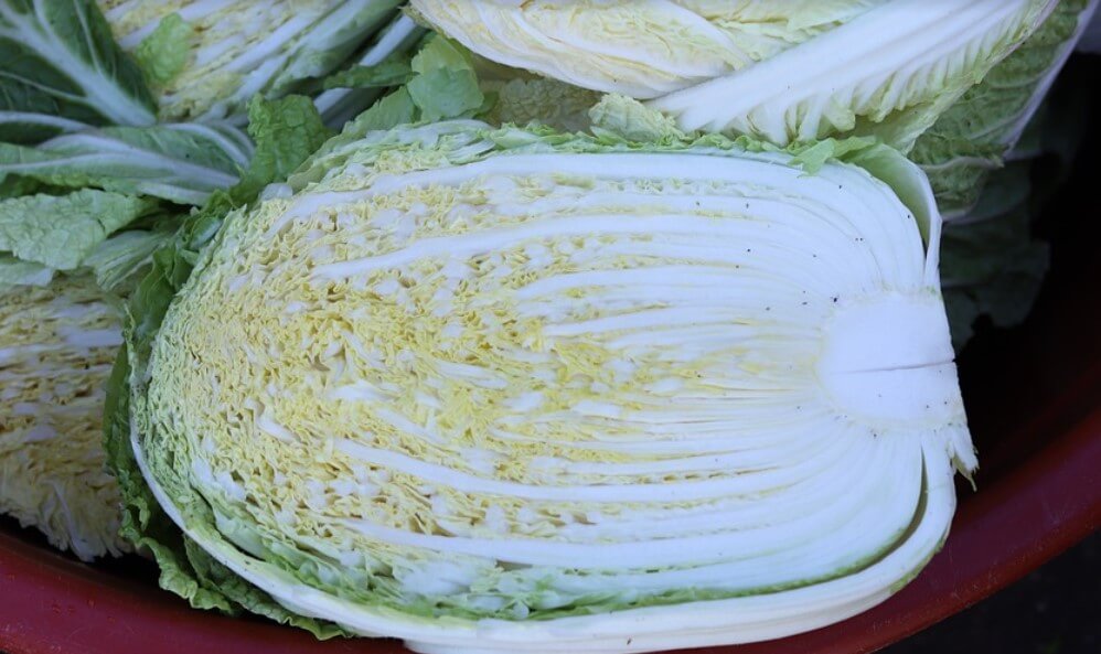 배추 식이섬유
배추 피부미용