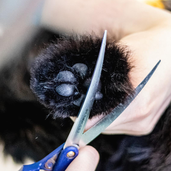 강아지 발바닥 털 가위로 정리