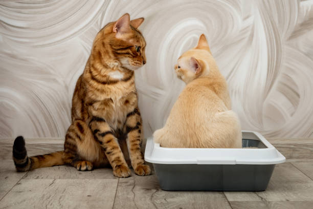고양이 화장실 교육이 중요한 이유
