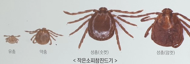 SFTS 예방법