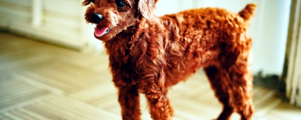 토이푸들 잘 키우는 방법 19