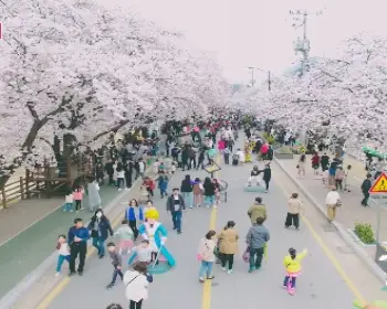 안동 벚꽃축제_14