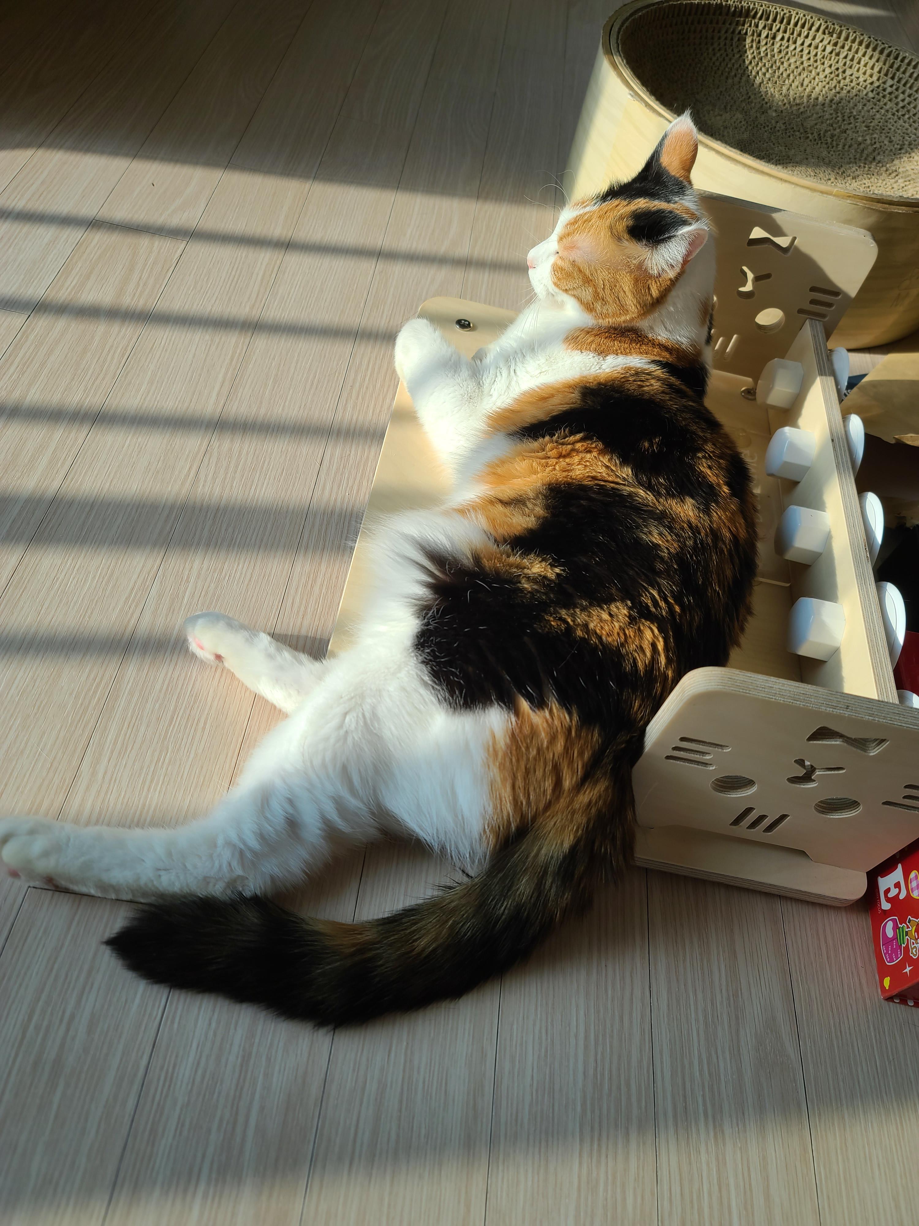 아홉냥이네 고양이들이 단체로 구토했던 이유