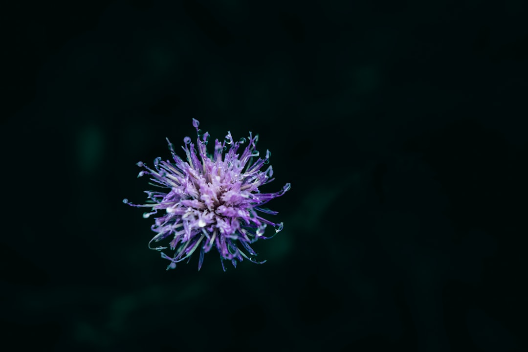 Natural Killer Cell