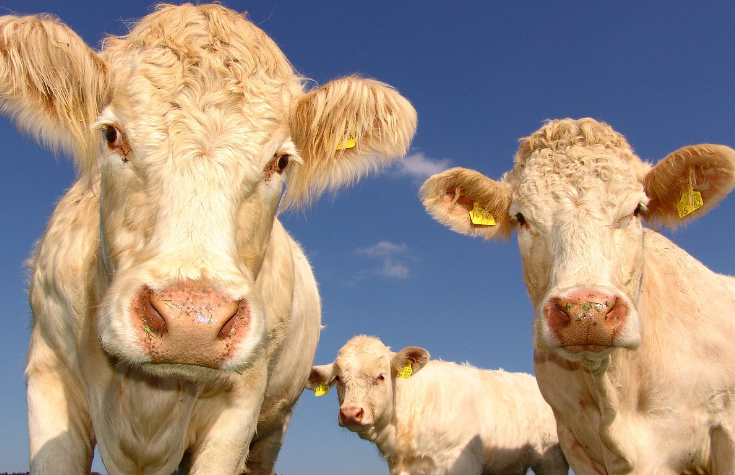 띠별 오늘의 운세