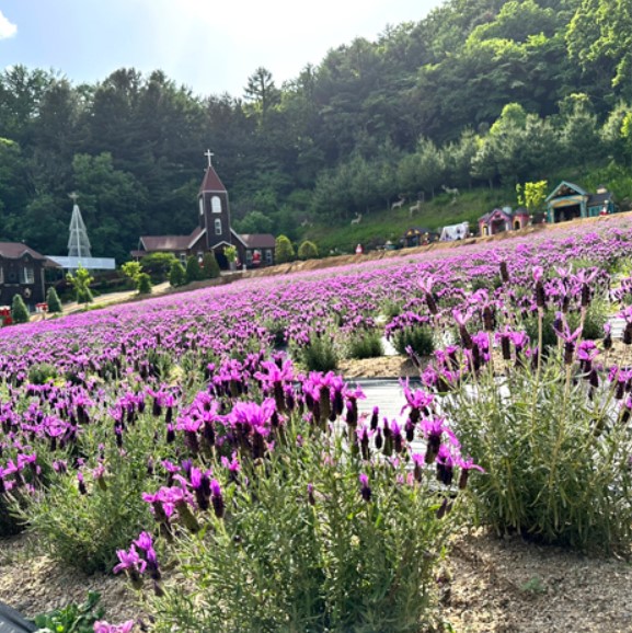 허브아일랜드 라벤더