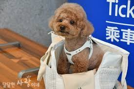 강아지가 기차, 이동가방으로 이동하는 모습