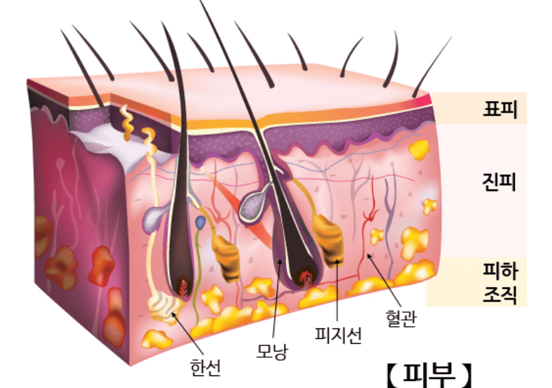 피부에-좋은-영양제