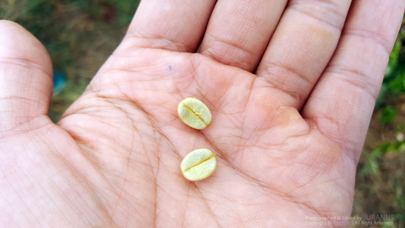 Fazenda_Tozan_18