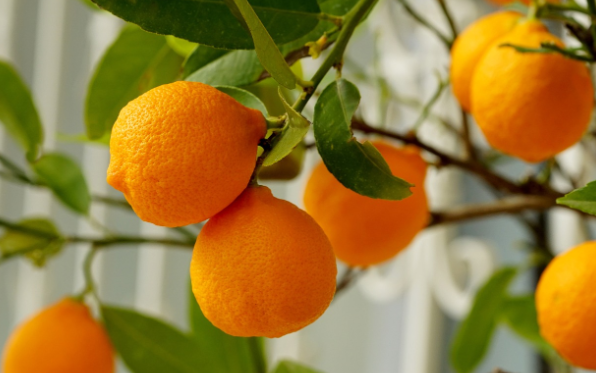 비타민 C의 대명사 오렌지