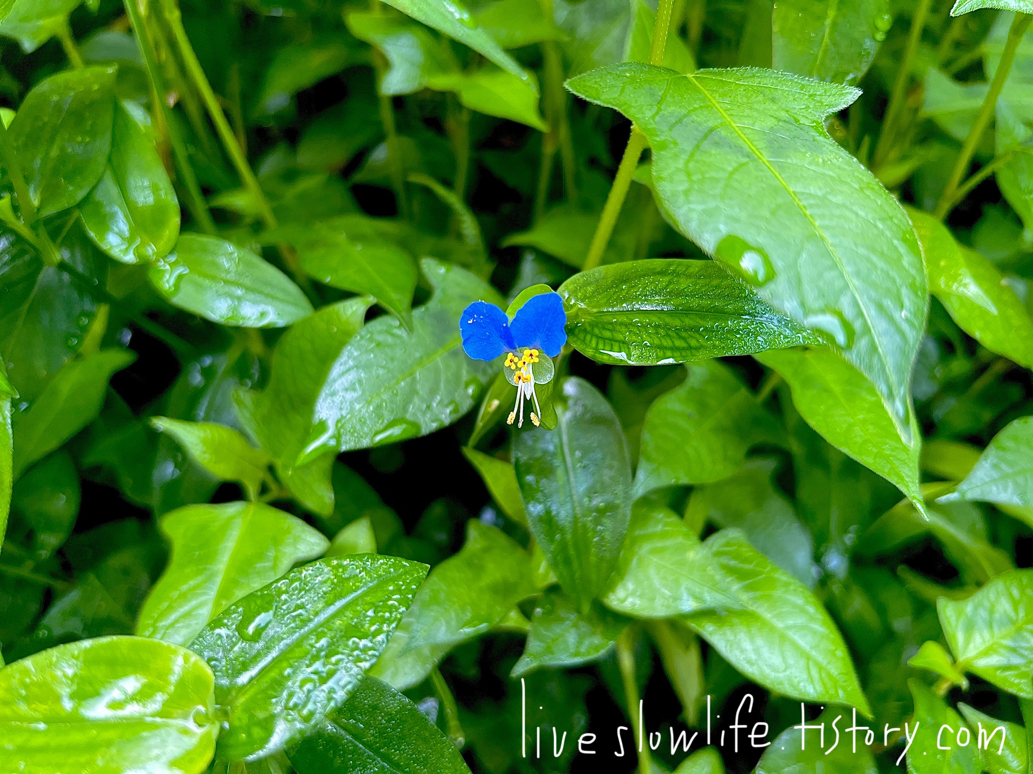 녹색 풀숲에 피어있는 닭의장풀 꽃