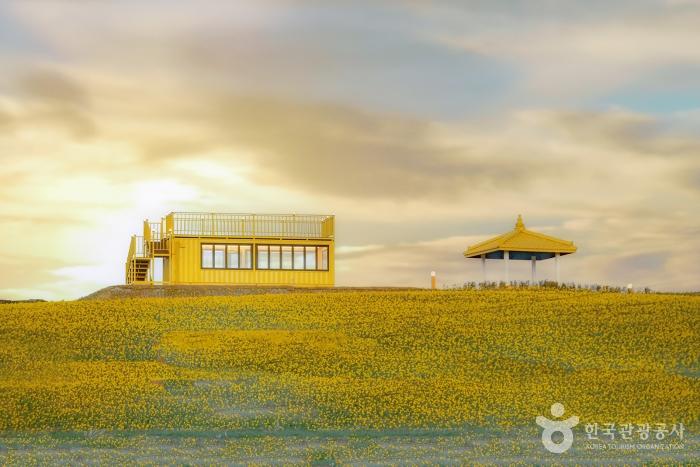 2024 섬 수선화 축제 기본 일정과 소개