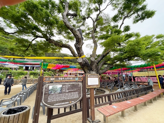 전등사-느티나무