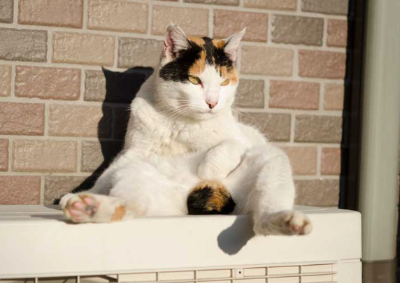 앉아있는 고양이