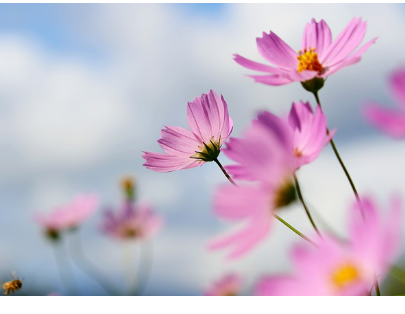 가는 방법 하동 북천 코스모스 메밀꽃축제
