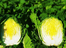 강원도 고랭지 배추