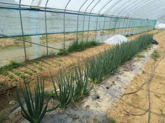 샬롯 재배 모종 씨쪽 나누기 건조 저장 병해 예방_10