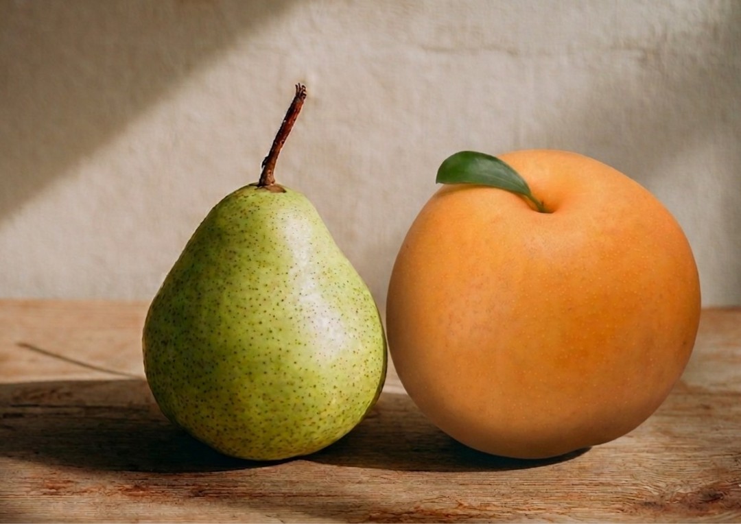 동양배와 서양배를 나란히 배치해 배의 기원과 계통 차이를 보여주는 이미지