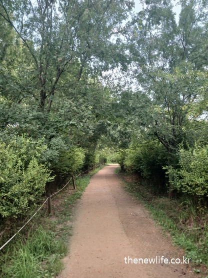서울 맨발 걷기 좋은 장소 &ndash; 구리 암사대교 방향으로 곧게 이어지는 숲속 맨발 걷기 좋은 장소