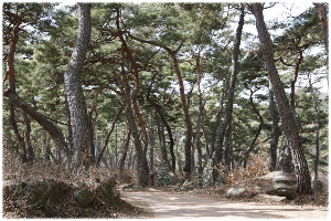 천년의 숲길 