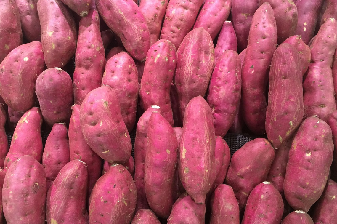 어린이 장 건강 음식 고구마