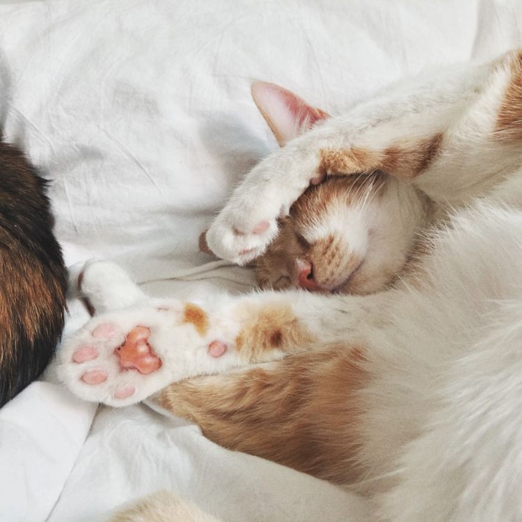 고양이 젤리