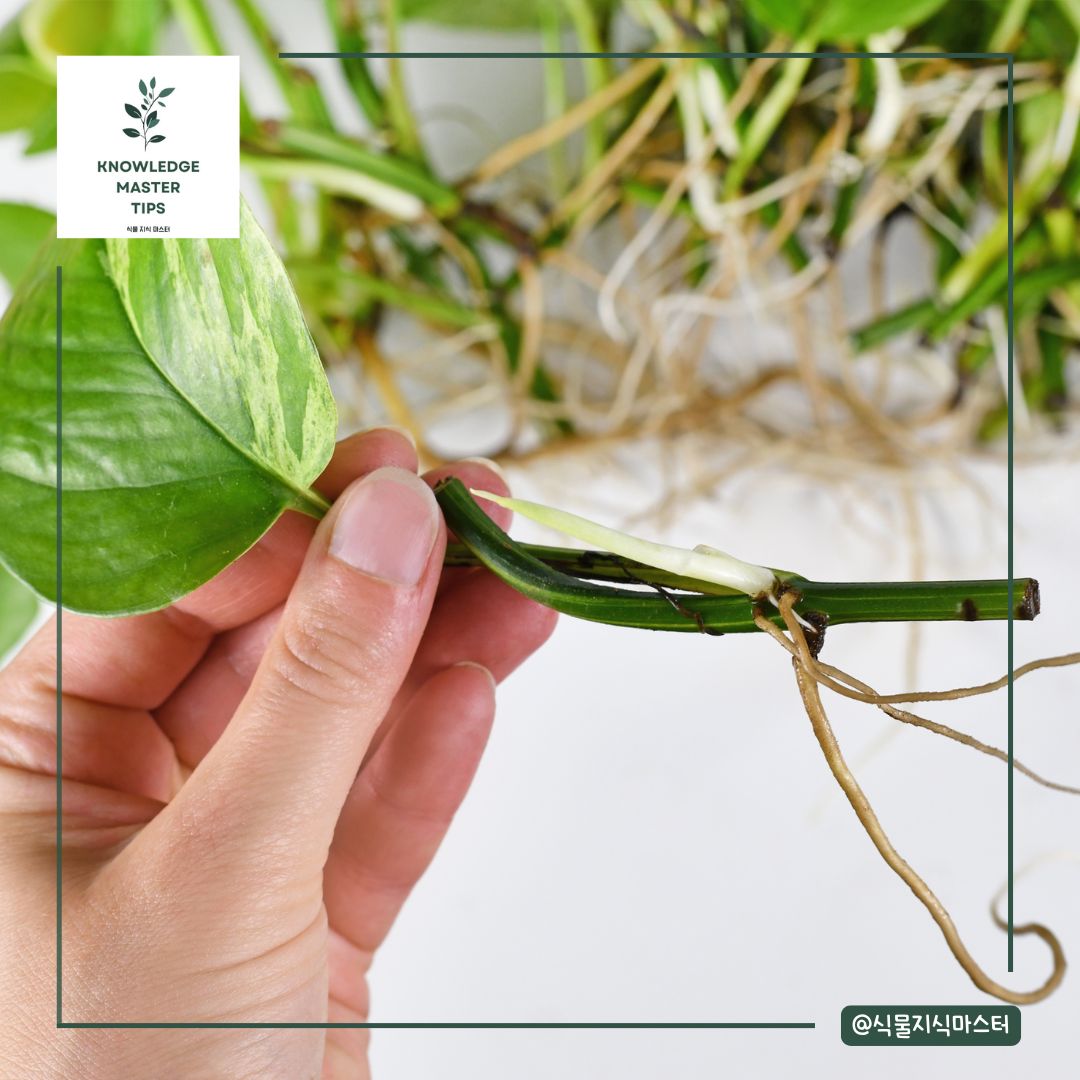 스킨답서스 번식에 가장 좋은 시기