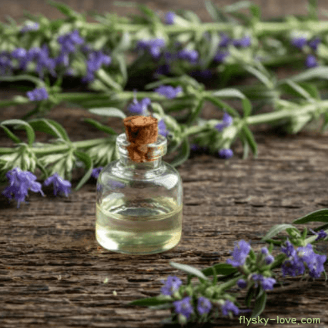 히솝 (Hyssop) 오일