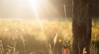 비타민d 부족증상 하루 권장량 많은 음식 효능