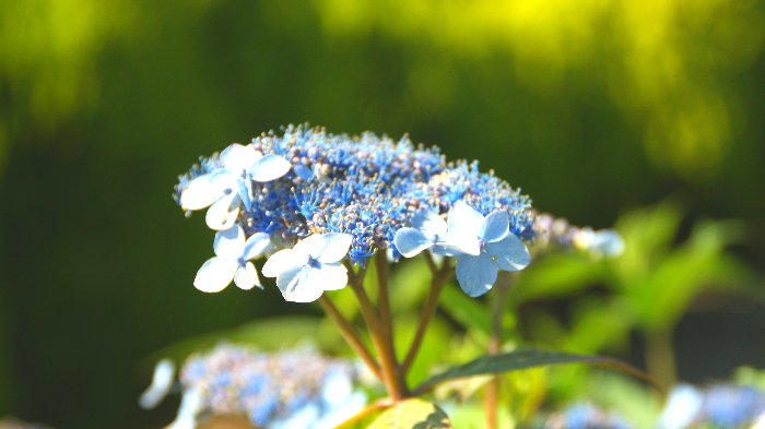 수국과 산수국의 차이, 알고 보면 다른 식물