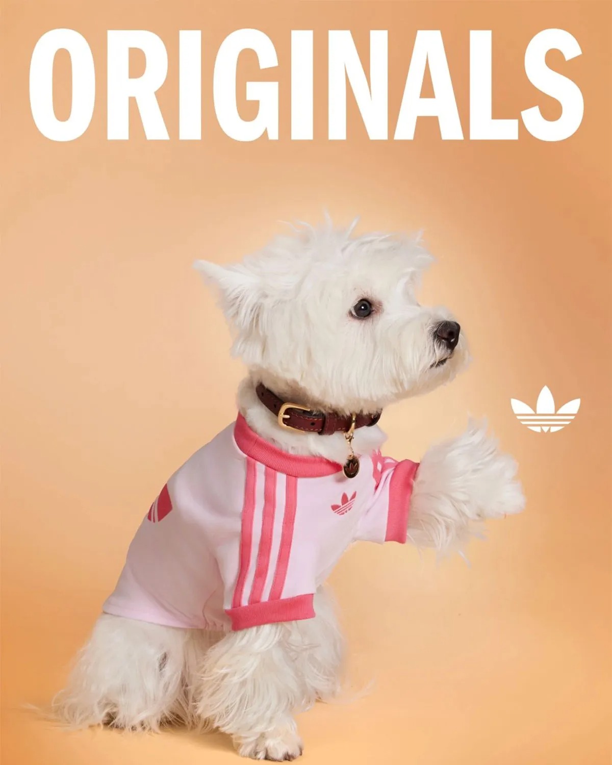adidas Originals Is Dropping Apparel And Accessories For Pets