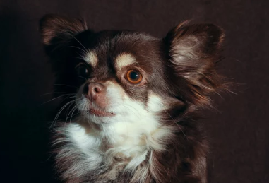 장모치와와/출처:어도비스톡