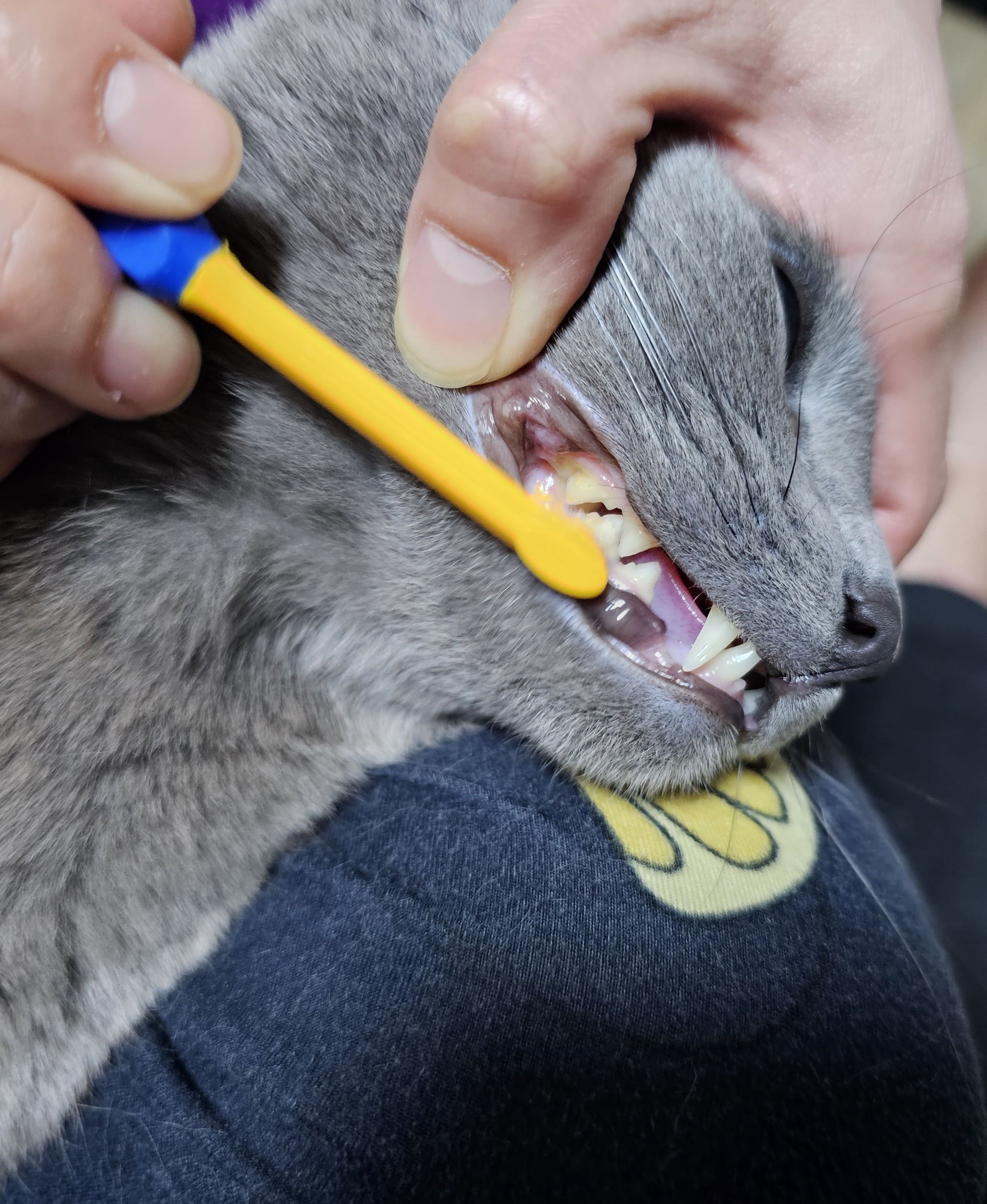 고양이 양치질
