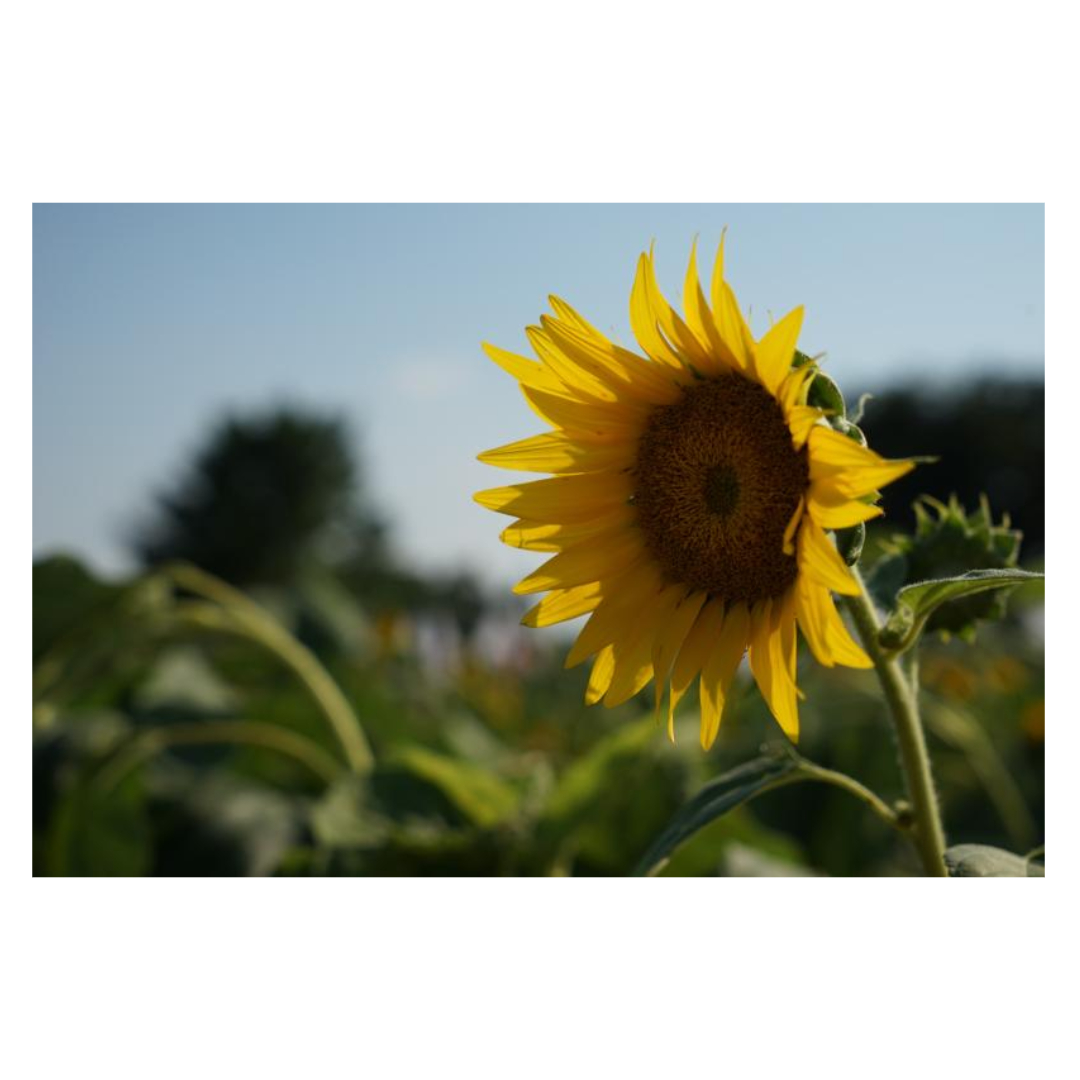 글루타치온과 관련된 사진입니다.