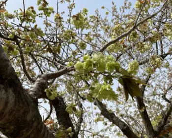 개심사 청벚꽃 개화시기 겹벚꽃 명소_5