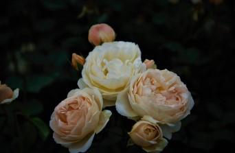 에버랜드 장미축제 2025