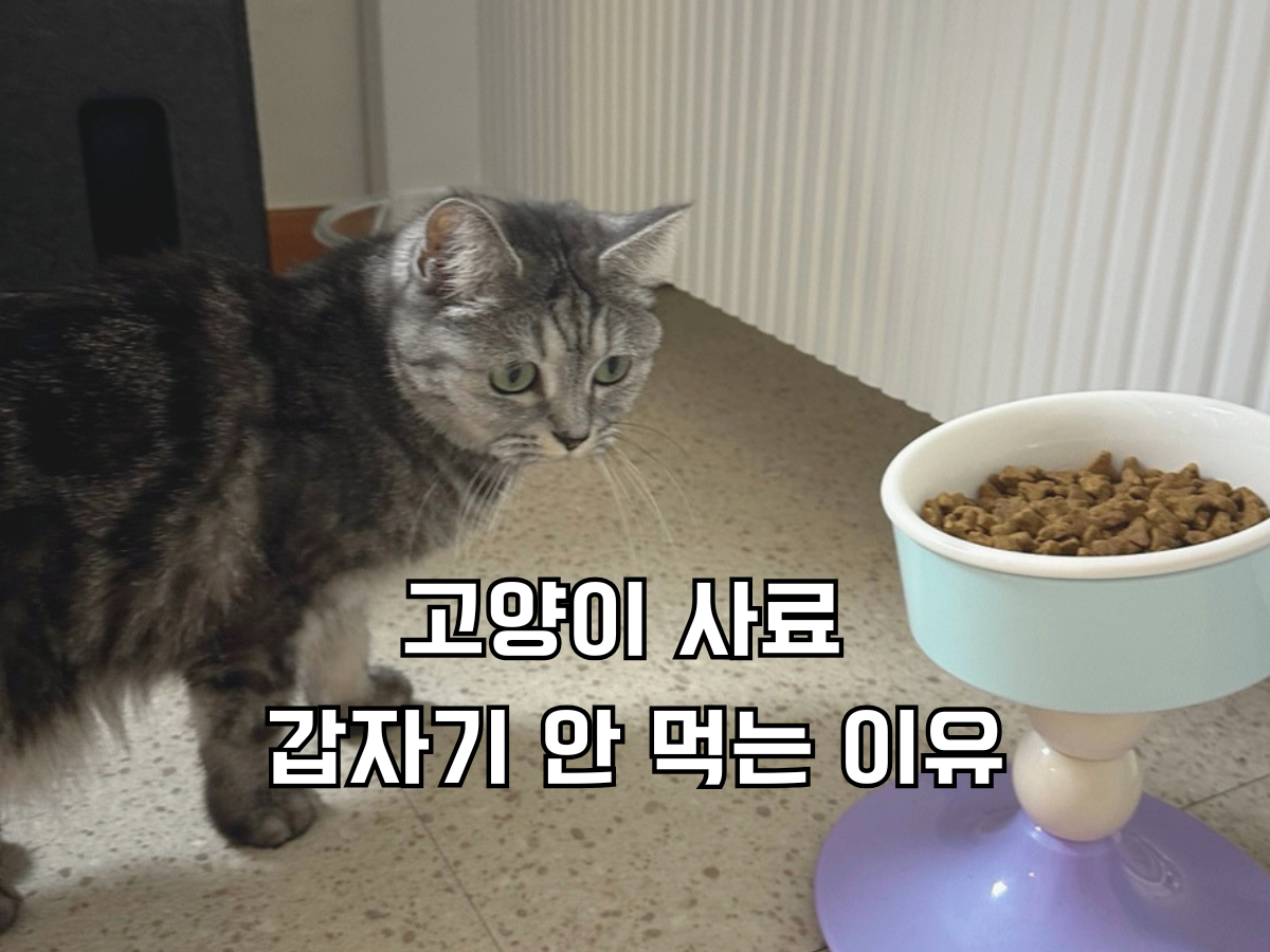 포스팅 대표 그래픽 이미지. 회색 고양이가 가득찬 밥그릇 앞에서 망설이고 있다. 이미지 중앙에 큰 글씨로 '고양이 사료 갑자기 안 먹는 이유 '라는 한국어 텍스트가 적혀 있다.