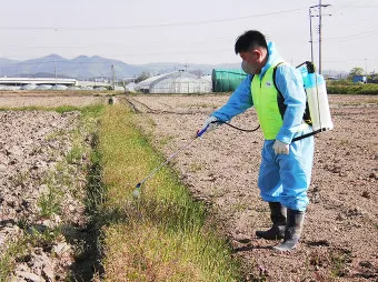 잡초 방제 전략 광폭멀칭 피복재 선발아 겨울관리_5