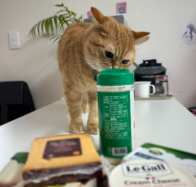 식탁 위에 놓인 파마산 가루, 크림치즈, 가공 치즈 등 다양한 종류의 사람용 치즈 제품 냄새를 맡는 고양이