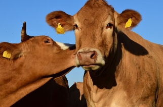 축산 농장의 소