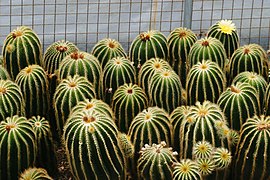 파로디아 마그니피카(Parodia magnifica)