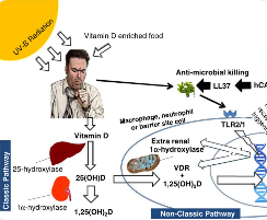 햇빛과 RUNX3: 비타민 D