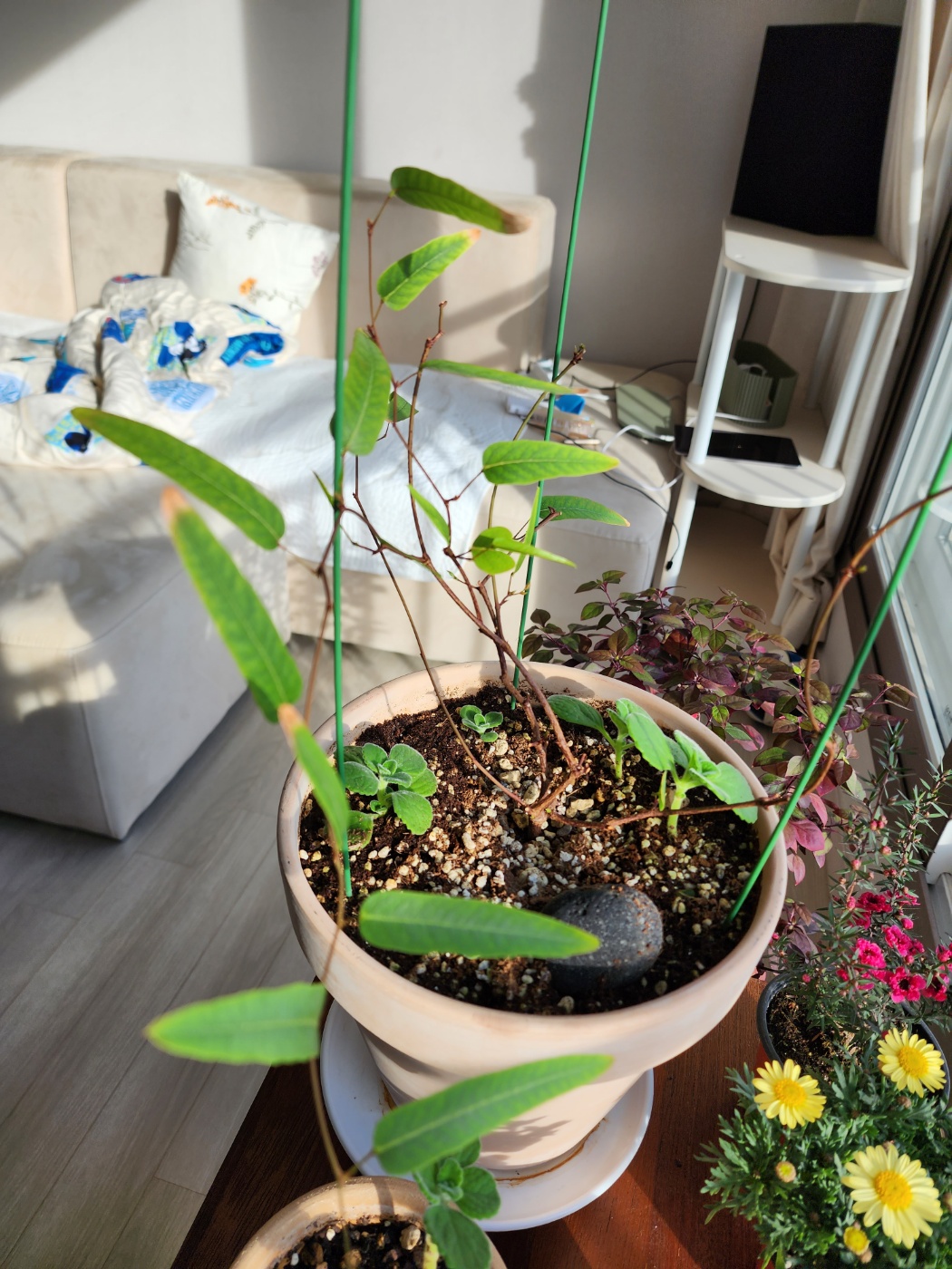 이사오고난 후 점점 시들어가는중