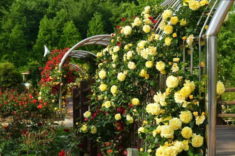 장성 평림댐 장미공원