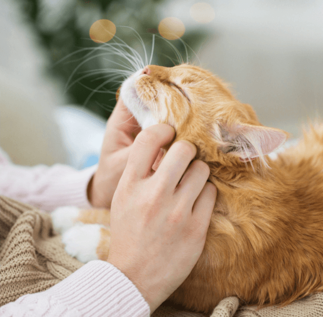 핫플레이트 vs 인덕션