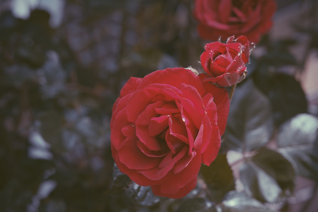 Romanticism