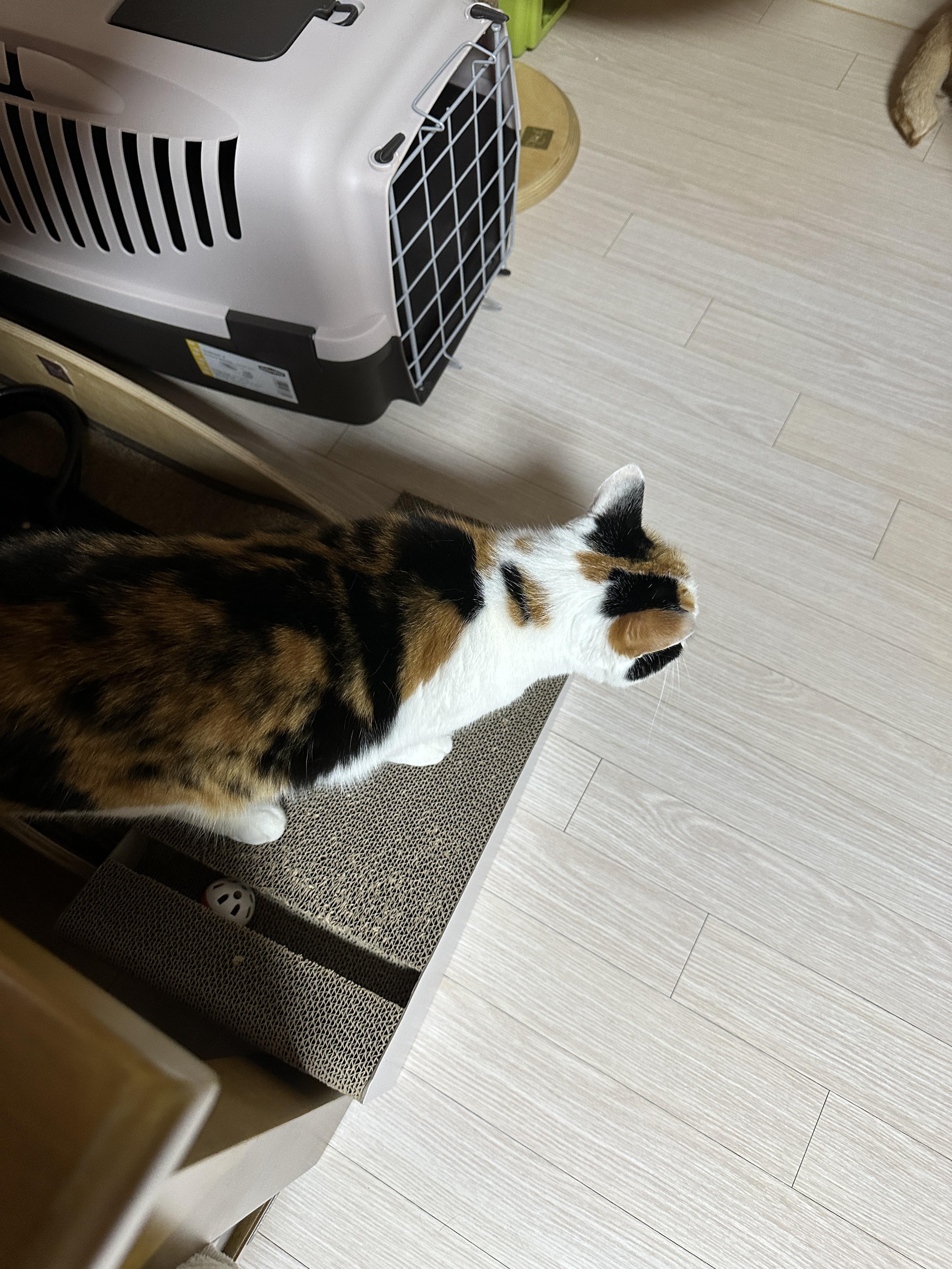 사냥놀이_시작_전_스크래쳐를_긁는_요미