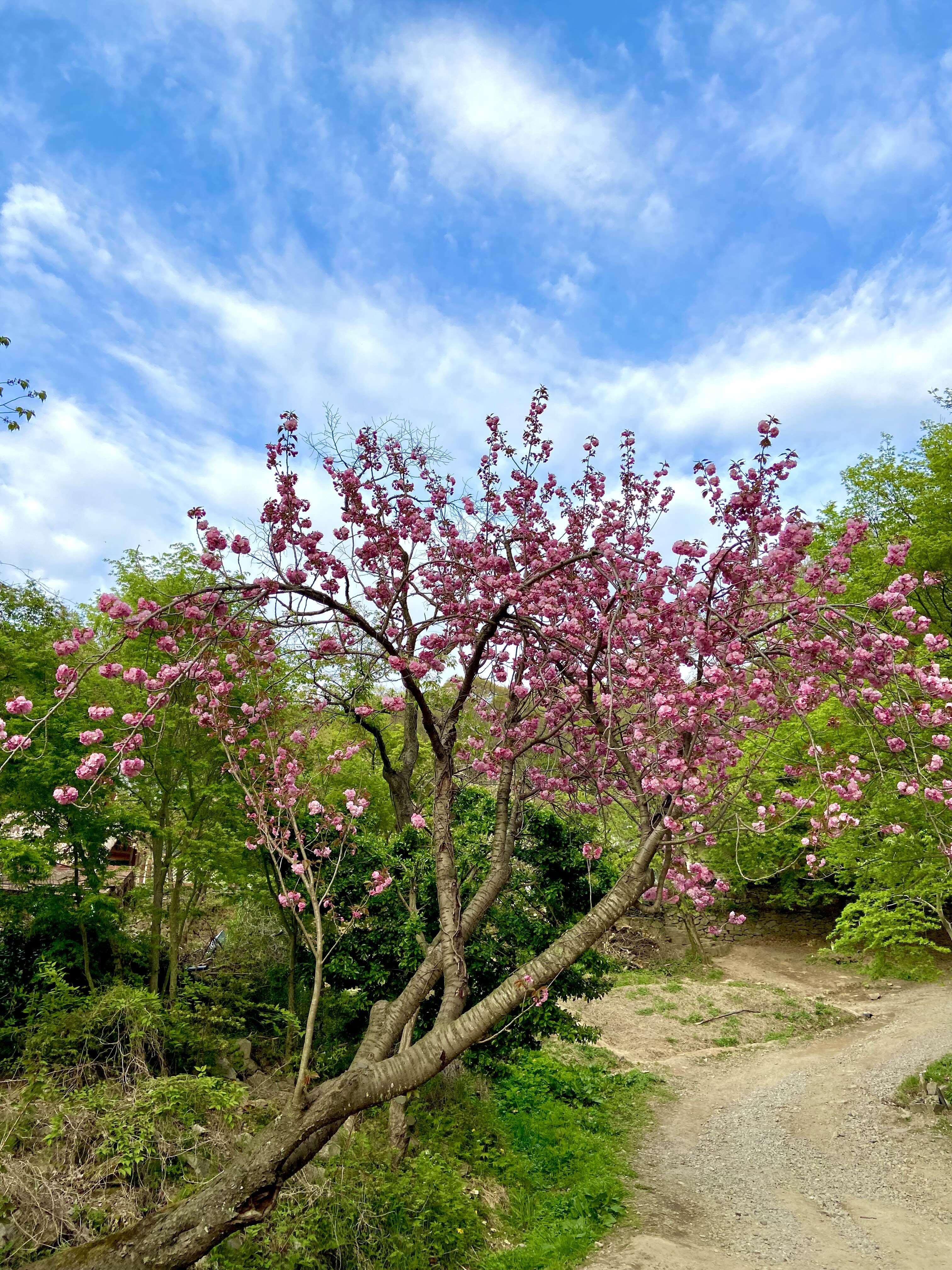 서산 겹벚꽃